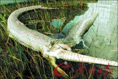 pt电子游戏：被吞下的鳄鱼的尾巴从蟒蛇腹部的裂口露出
